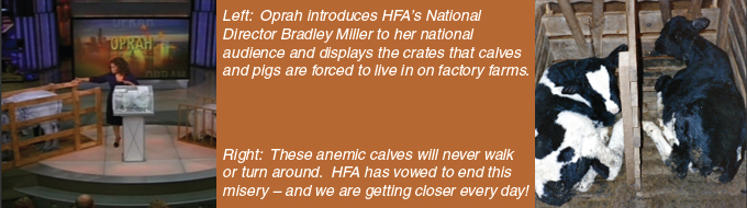 Key to HFA's success is the ability to generate major media attention. Left: Oprah introduces HFA's National Director Bradley Miller to her national audience and displays the crates that calves and pigs are forced to live in on factory farms. Right: These anemic calves will never walk or turn around.  HFA has vowed to end this misery – and we are getting closer every day!