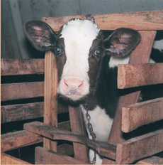 Veal production is plummeting - thanks to your support!