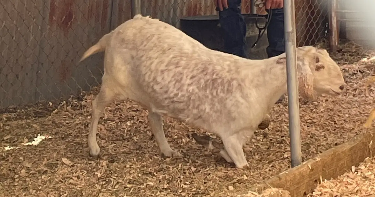 goat-1230